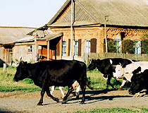 Cows in Tatarstan