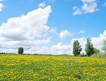 Field of dandelions in the Ulyanovsk region