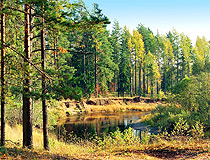 Forests cover a significant part of Novgorod Oblast